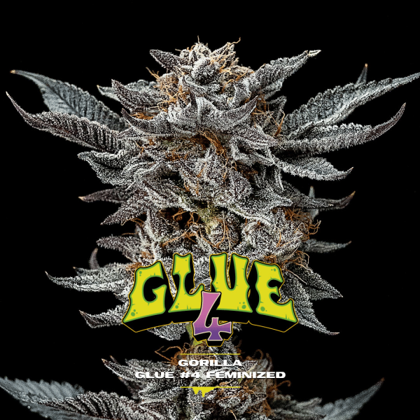 Gorilla Glue #4 Málaganjah Colombia Fem