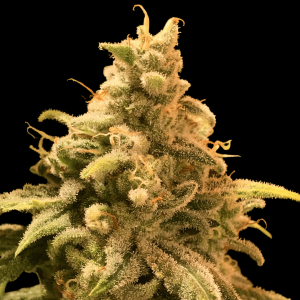 Deadcheese Málaganjah R-kiem seeds Colombia