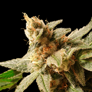 Gala CBD Málaganjah Colombia R-kiem seeds